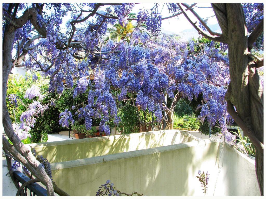 B&B La Salamandra Kitchengarden Forio di Ischia Exteriér fotografie