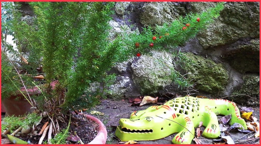 B&B La Salamandra Kitchengarden Forio di Ischia Exteriér fotografie