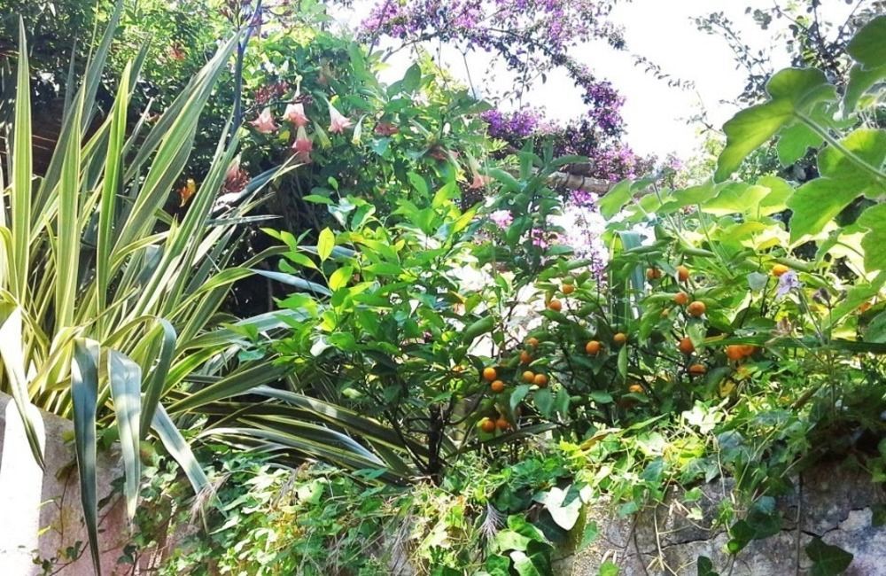 B&B La Salamandra Kitchengarden Forio di Ischia Exteriér fotografie